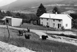 .(Bilder brukt i "Gards- og ættesoge for Nesset").