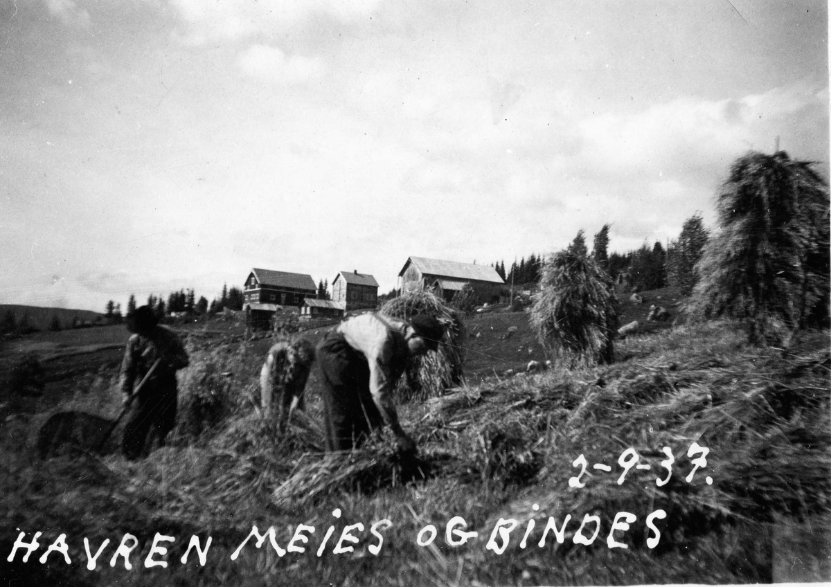 Skuronn på Haugen 27-08-1937 Havren Meies og bindes.