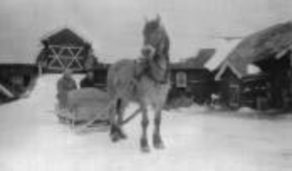 Hesten Blakken med mjølkeslede utenfor låven i Breistu, Nes, Hedmark. Gunner Ørbækk (1883-1965) og Torgeir Kongsrud (1903-1969) på sleden.