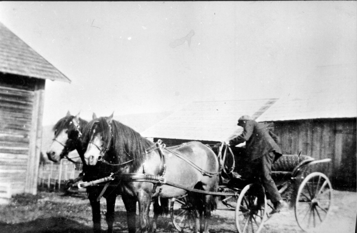 Tospann hester med karjol. Kåre Hemstad klargjør kjøredoningen til rittmester Jensen, Østberg, Ringsaker. Hestene hos rittmester Jensen på Østberg. Hestene ble senere solgt til Hans Presterud.