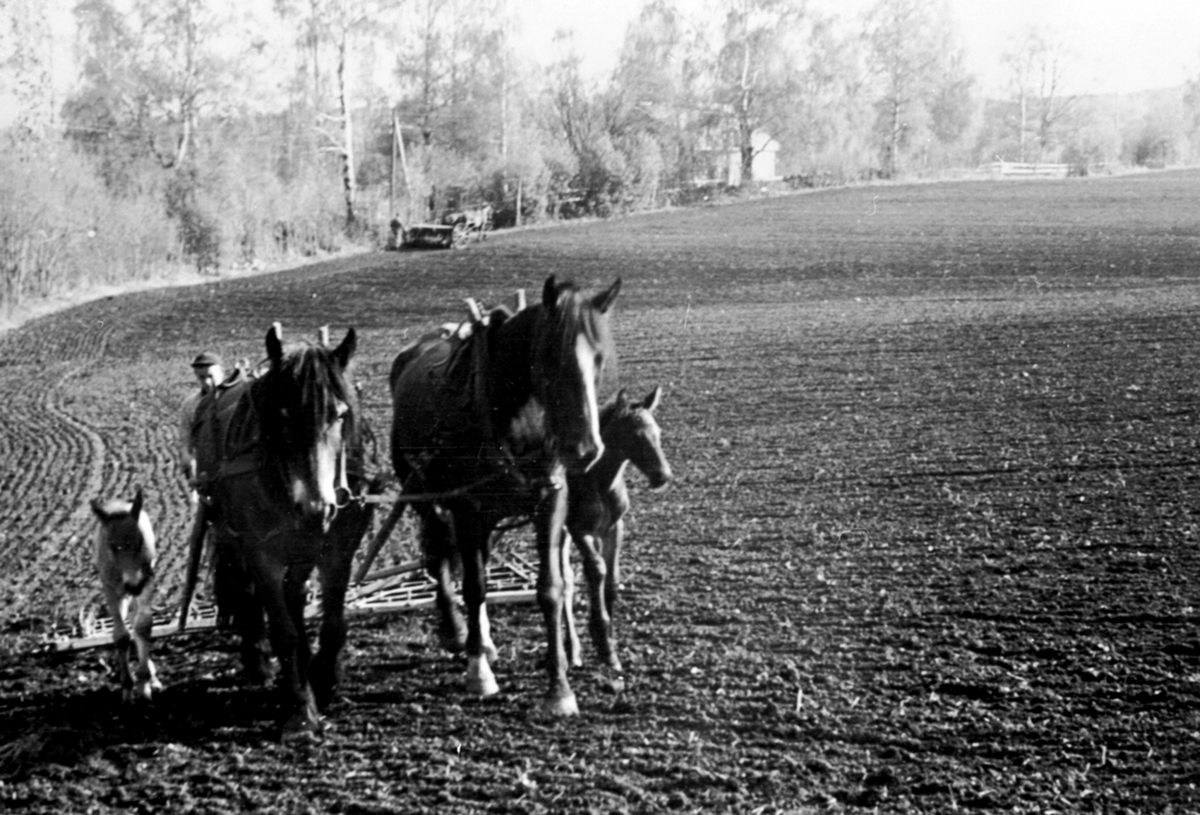 Våronn på Skredshoel, Ringsaker. Hestene "Frøya" og "Norma" med hvert sitt føll.