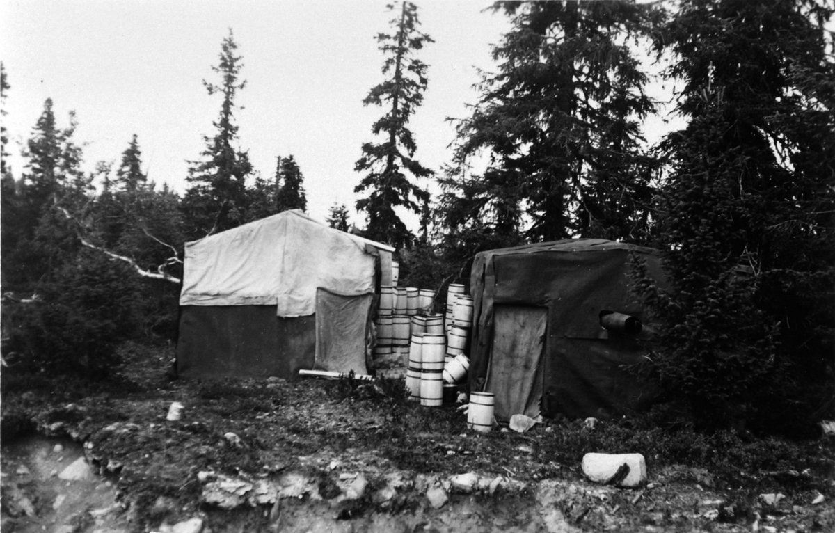 Multesankerleir, Ljøsheim, Ringsakerfjellet. Multespann, åttinger lagret utenfor provisoriske hytter. 1934.
