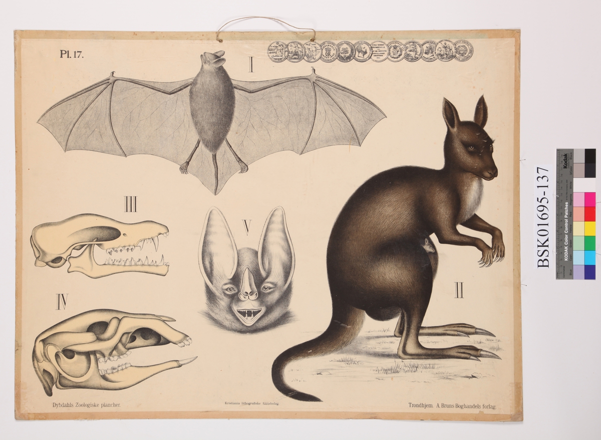 Flaggermus, kenguru og kranier