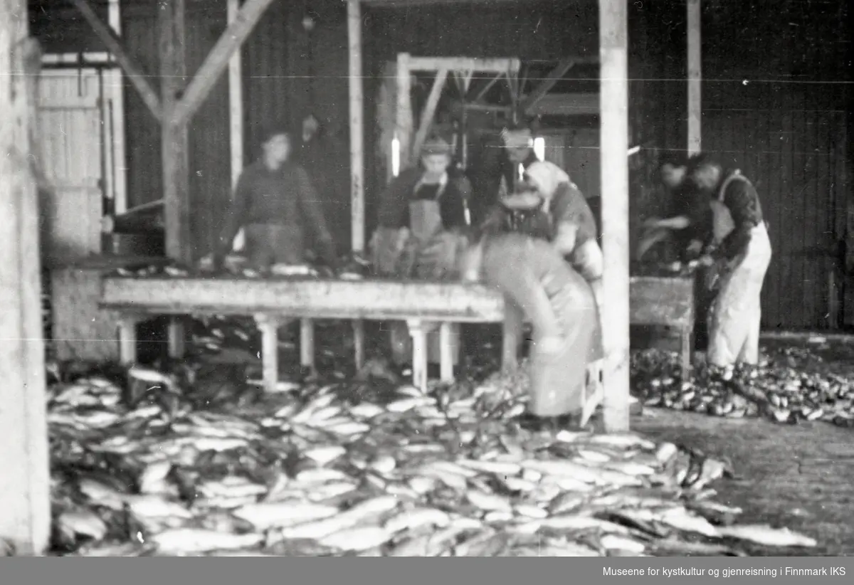 Honningsvåg. Fiskebruket Richard Floer A/S i Storbukt. Sløying og filetering av fisk. 1950-tallet.