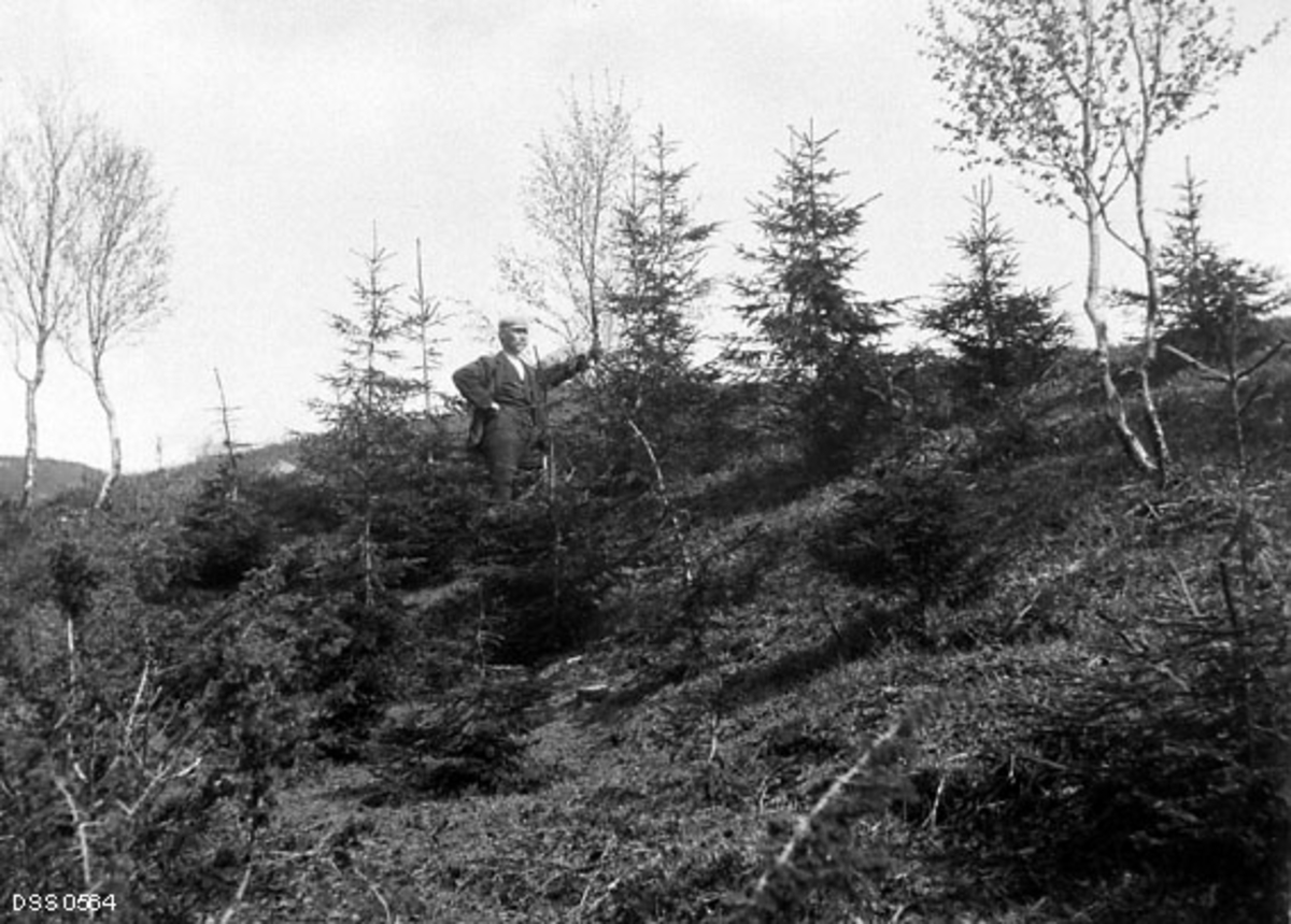 Skogvokter Hans A. Pedersen (kalte seg også Hans Pedersen Hestvik) ved 11-årig granplantning på Hestvik i Sørfold i Nordland.  Skogvokteren poserer i et lite, ungt granbestand på en bakkekam, der det også vokste spredte bjørketrær.  Grantrærne virket, den alderen og den nordlige beliggenheten tatt i betraktning, frodige.  

Hans Pedersen var gardbruker på eiendommen Østre Hestvik i Sørfold.  I 1904 ble skogvokteren for Kobbvatnet statskog i denne bygda oppsagt, da han etter skogforvalterens utsagn «viste sig ved nærmere kjendtskab at være mindre skikket for stillingen».  Hans Pedersen ble ansatt som etterfølger.  I tillegg til tilsynsansvar for Kobbvatnet statskog fikk han også ansvaret for Gravatnet statskog, som ikke tidligere hadde hatt noen skogvokter.