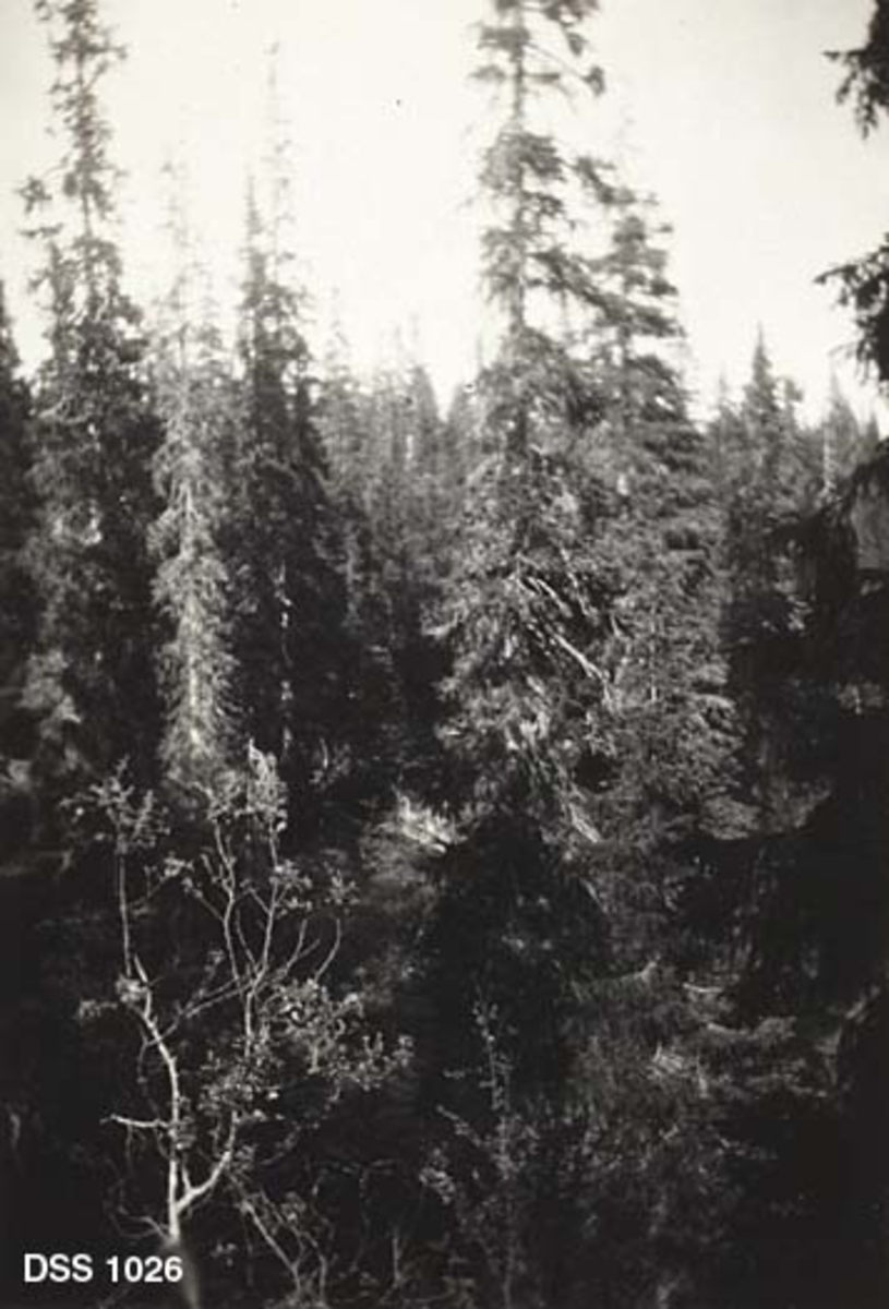 Gammel granbestand i Hattfjelldal statsskog.  Slanke, høye trær uten nevneverdig underskog. 