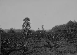 Nyplantede kaffebusker på en plantasje tilhørende URCEL i Ug