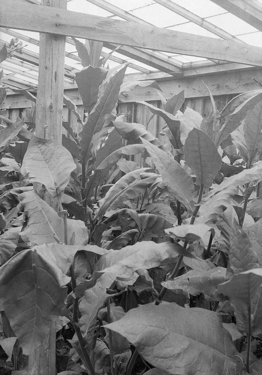 Reitgjerdet Gartneri - tobakksplanter