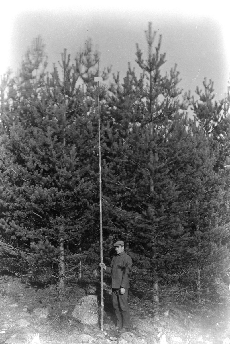 Ole Løken var formann i styret for Ringsaker og Nes Almenning, opptatt av skogsdrift og vedlikehold av skogen, hogst og tynning, ukjent mann måler høyde på furutrær,