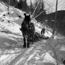 EKSTR: KRONBORG SETER, TØMMERKJØRING M/HEST. ØSTRE TOTEN.
