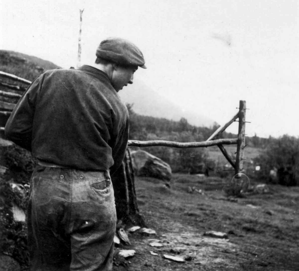 Mann med harv, trerive med islåtte jernpigger, brukt til å bearbeide jorden med. Stordalen 1948.