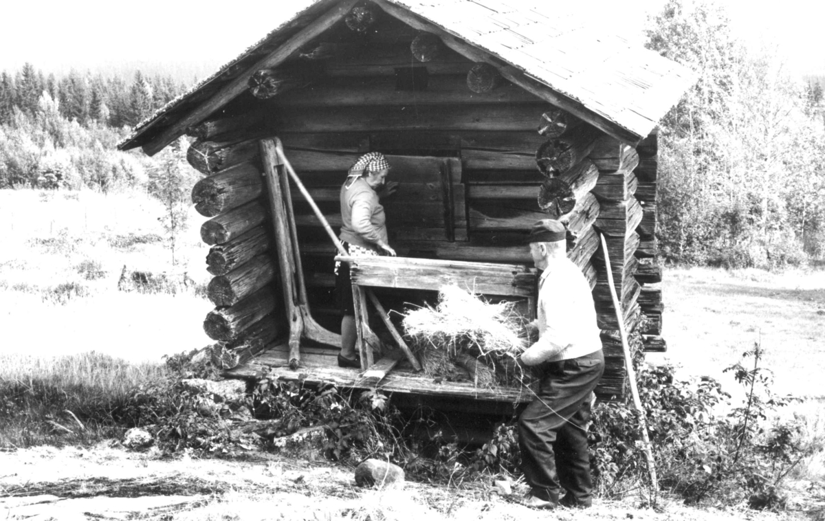 Olav og Holga Askerud i arbeid med lin. Bråking og brekking av tørket linplante. Kjone og tørkehus for linplanter. Fotografert på Harstadsetra gård i Hedmark i 1975.