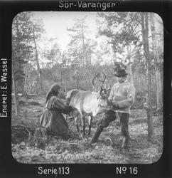Melking av reinsdyr i skogen, Mutkavarre (Eidfjell), Sør- Va