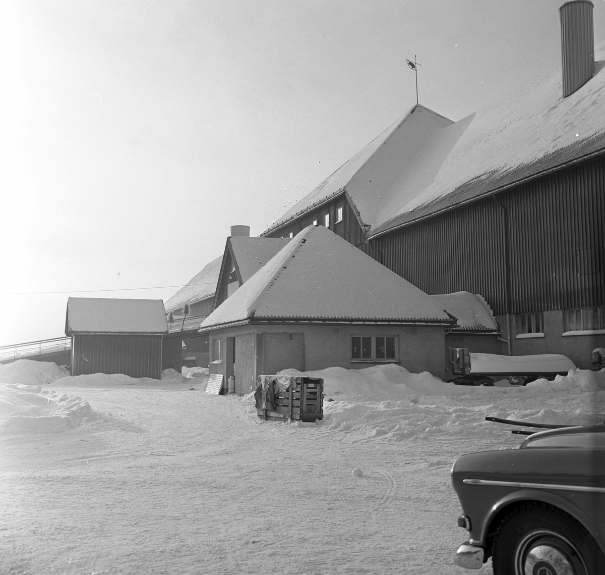 Serie. Sauer og griser på landbruksskolen i  Ås. Fotografert 20. jan. 1963.