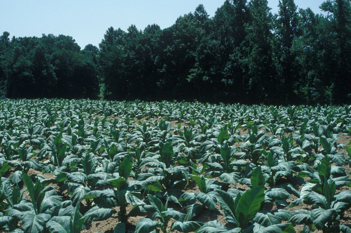 Åker med tobakksplanter. 
Produksjon av Mørk Virginia pipetobakk ved tobakksplantasje. Foto fra Tiedemanns Tobaksfabriks bildeserie til bruk ved internt tobakkskurs i 1983.