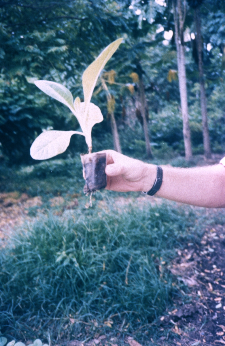 Tobakksplante. Produksjon av Lys Virginia pipetobakk ved tobakksplantasje. Foto fra bildeserie brukt i forbindelse med Tiedemanns Tobaksfabriks interne tobakkskurs i 1983.