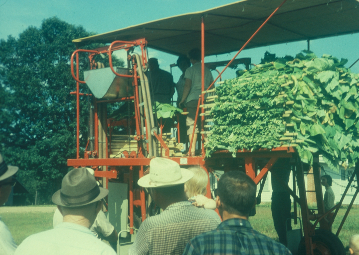 Åker med tobakksplanter. Produksjon av Lys Virginia pipetobakk ved tobakksplantasje. Foto fra bildeserie brukt i forbindelse med Tiedemanns Tobaksfabriks interne tobakkskurs i 1983.
