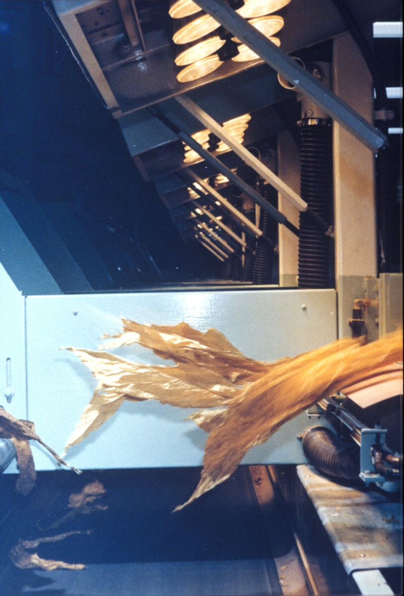 Fabrikkinteriør. Produksjon av Lys Virginia pipetobakk ved tobakksplantasje. Foto fra bildeserie brukt i forbindelse med Tiedemanns Tobaksfabriks interne tobakkskurs i 1983.