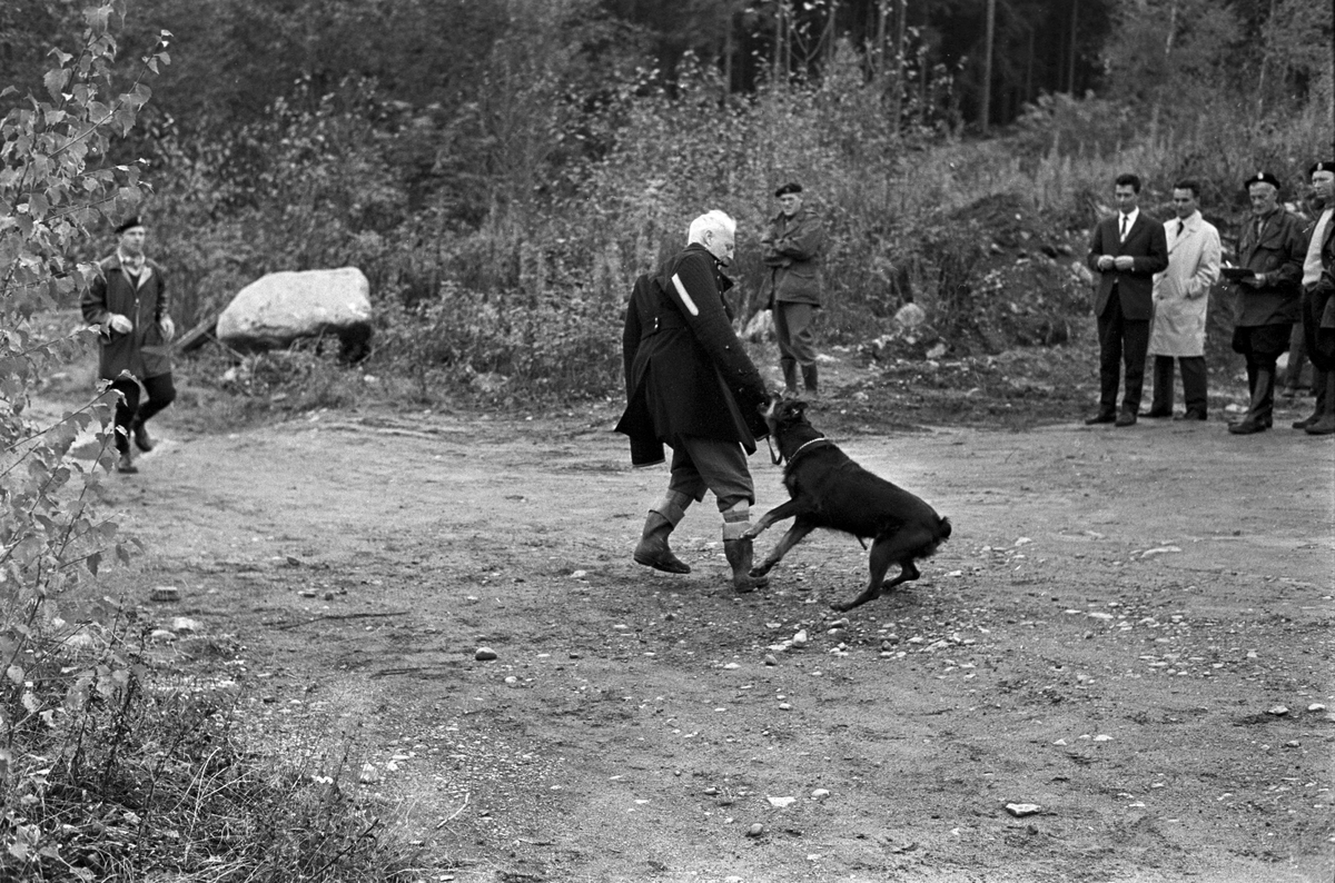 Rottweiler under opplæring. Trening av hunder ved Politiets Hundeskole på Ilseng ved Hamar i oktober 1961.