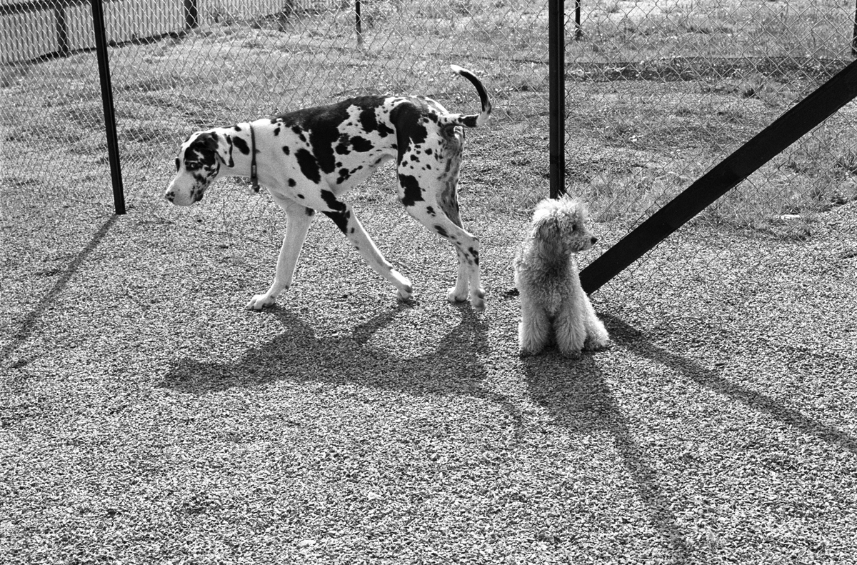 Hunder, en dalmatiner og en puddel, i luftegård på Standal Hundepensjonat i Hakadal, 10. august 1968.