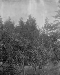 Svartskog, (Roald Amundsens Uranienborg) Oppegård kommune, A