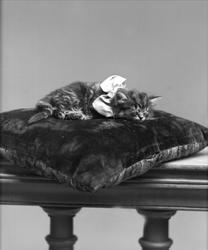 Portrett, Lurende katt på pute, Wilhelmsens katt.