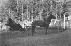 BIlde fra hage. Hest og vogn, mann med pisk i vogna.