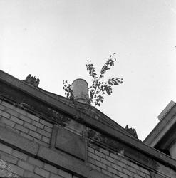 Hustak hvor det vokser en busk opp.