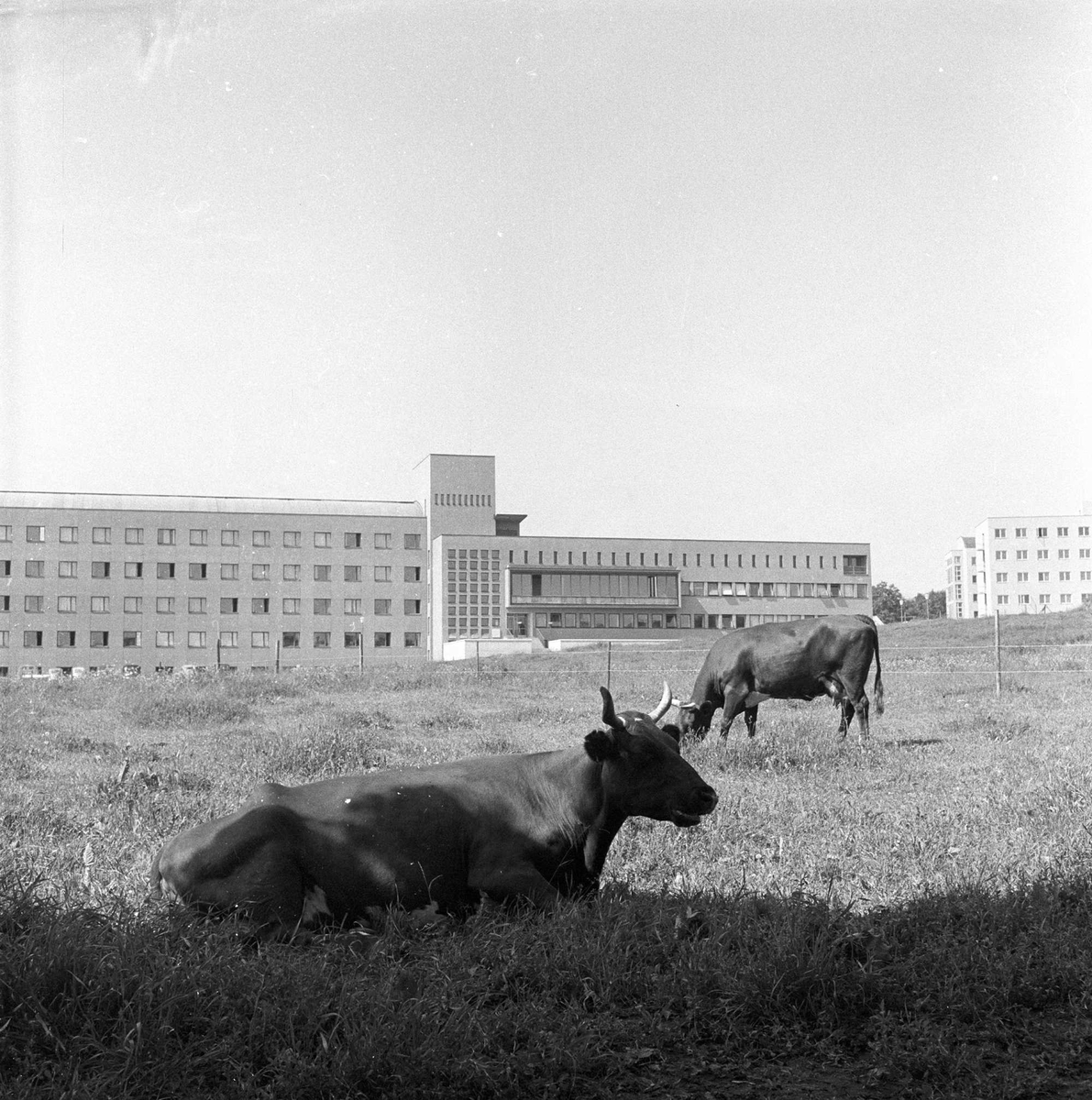 Kuer på beite, i bakgrunnen sees boligblokker, 1956.