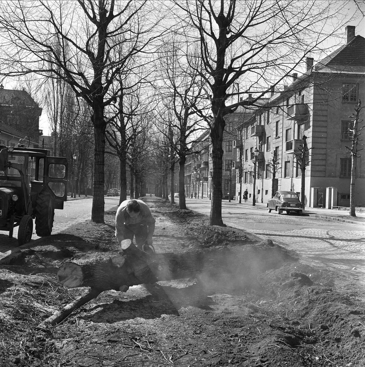 Trær felles i Gyldenløves gate på Frogner, Oslo 07.05.1963