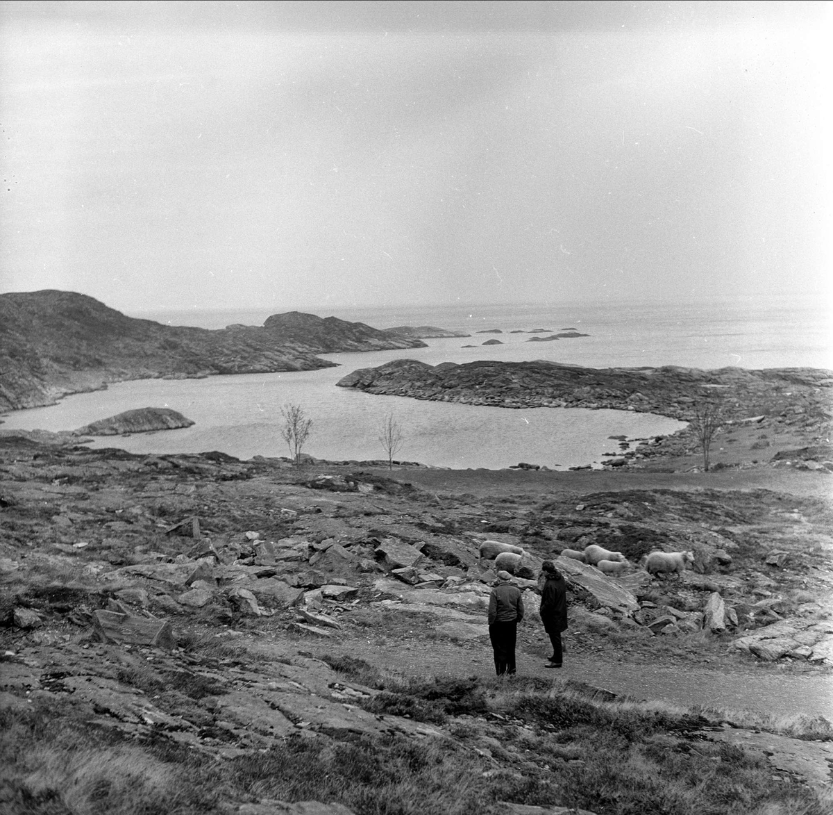 Poståpner Silden på Silda, langs strand. Vågsøy mars 1963.