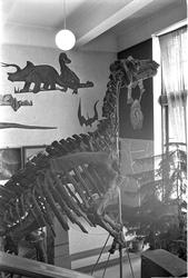 Fra Tøyen, Oslo juni 1968. Skjelett av dinosaurus på utstill