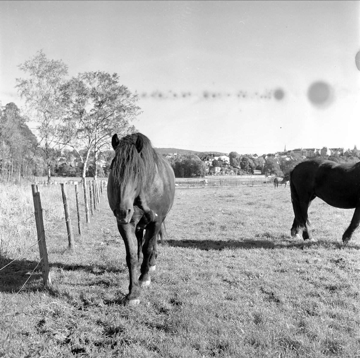 Bygdøy, Oslo, 29.09.1960. Hester på Bygdø Kongsgård.