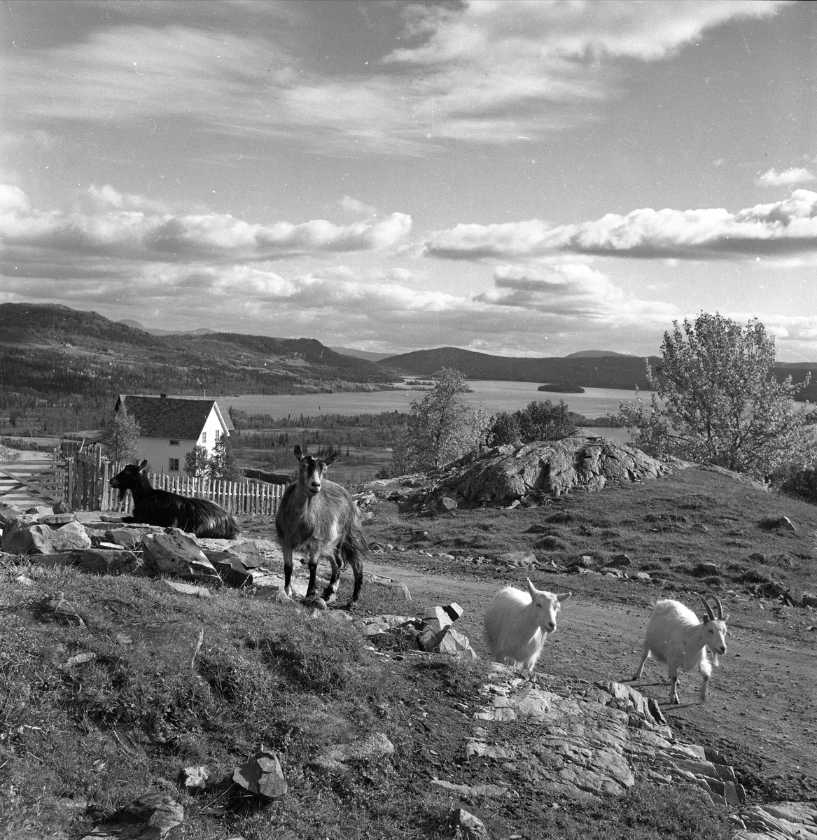 Øyangen, Øystre Slidre, Oppland, september 1957. Lykkja og Beito ved Øyangen. Landskap med geiter.