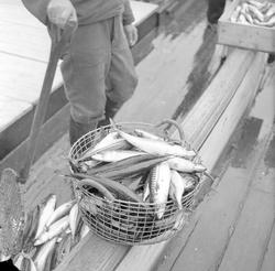 Kristiansand S., 22.05.1954, makrellfiske, litt av fangsten.