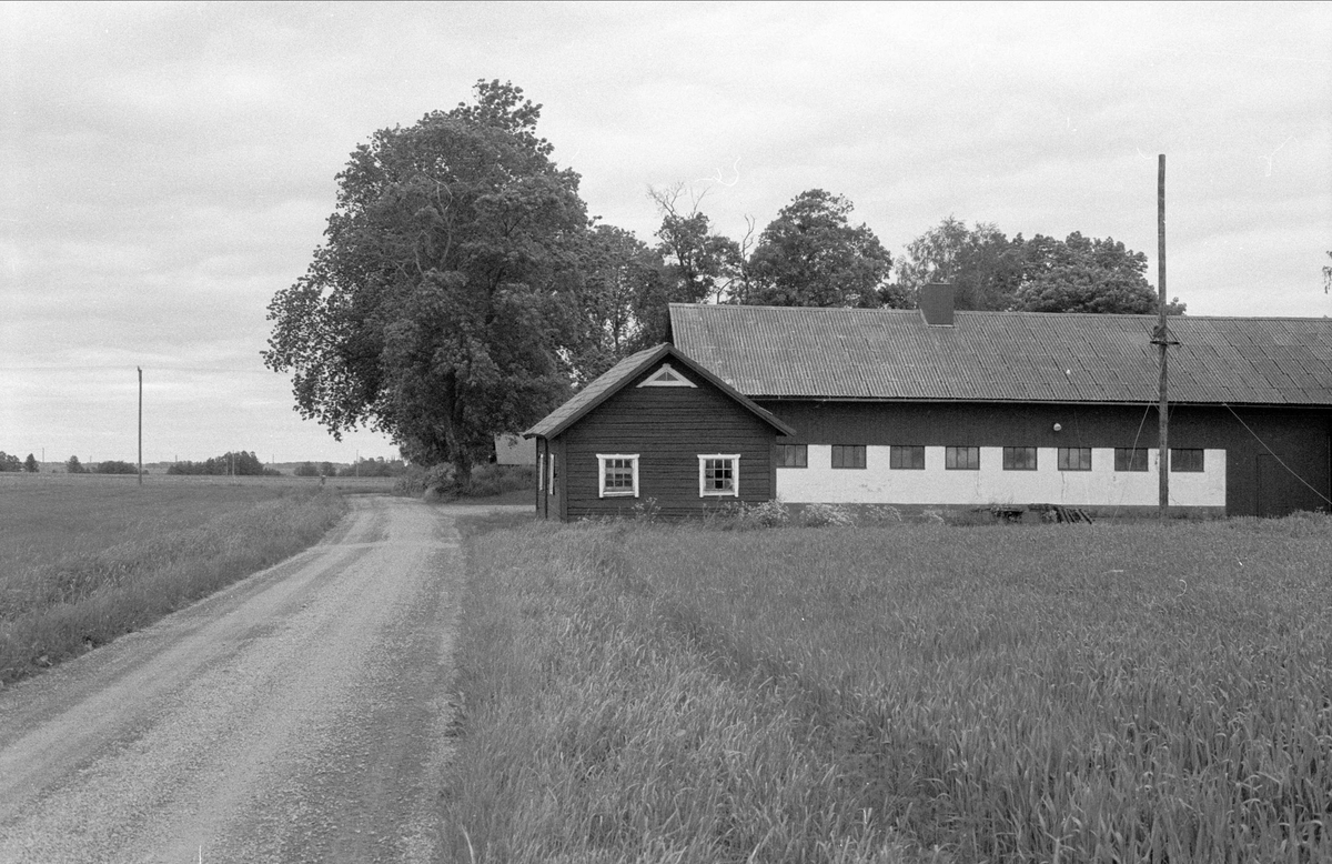 Fähus och ladugård, Målsta 1:1, Bälinge socken, Uppland 1983