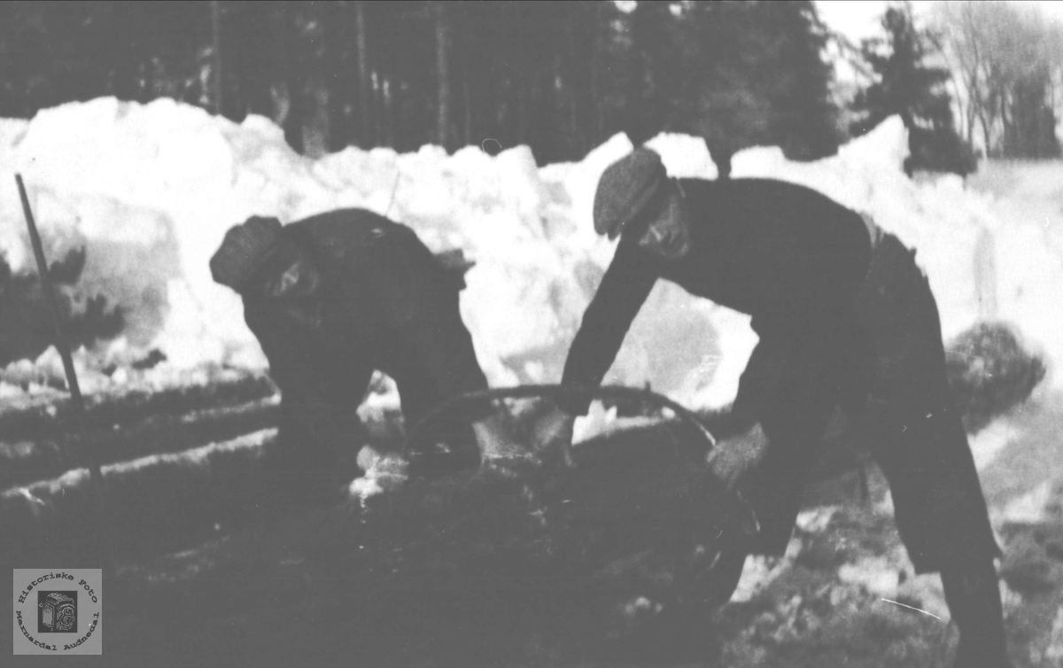 Tømmeret blir kappa. Gunstein Tjomsland og Alfred Tjomsland på skogsarbeid i Skåleneset, Finsland.