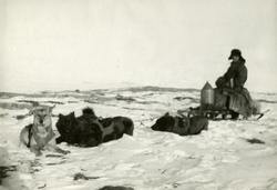 Hundespann på Østgrønland.