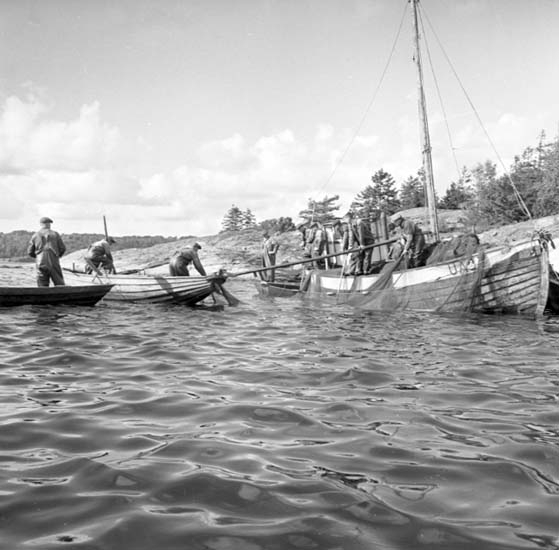 Snörpvadsfiske  Hasselöarna 1958.