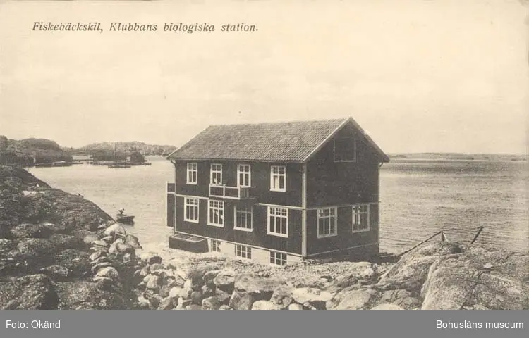 Tryckt text på kortet: "Fiskebäckskil, Klubbans Biologiska station."
"Tekla Bengtssons Pappershandel, Fiskebäckskil."