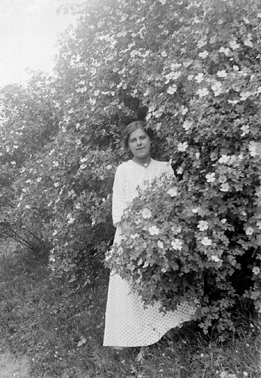 Kvinna i ljus, prickig klänning bakom blommande rosbuske