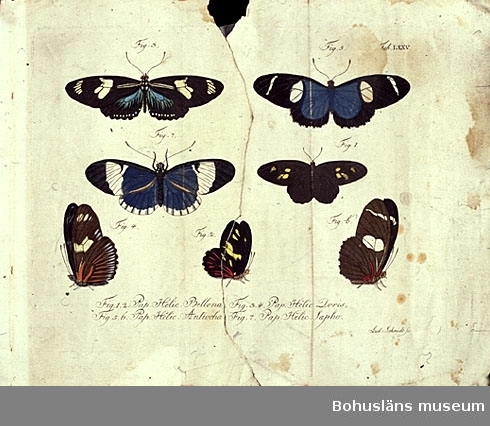 Fjärilar; blad ur bokverket Natursystem aller bekannten in- und ausländischen Insecten: Schmetterlinge. Carl Gustav Jablonsky & Johann F.W. Herbst. Berlin, 1780-talet.