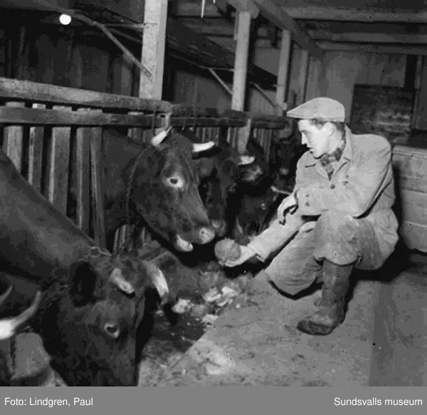 Bönderna Måns och Göran Andersson i Selånger.(Göran Andersson finns på bild 1, 4 och 5. Måns Andersson finns på bild 2 och 3).