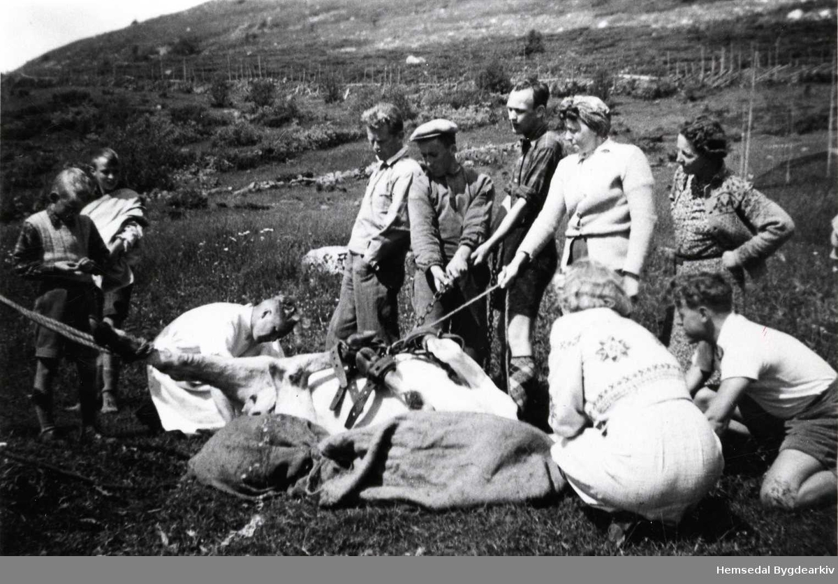 Dyrlækjarhandsaming av kyr på Ulsåkstølen 62/9 i Hemsedal i 1942. Karen med skyggelue er Olav Ulsaker. Dei andre som står kring er byfolk.