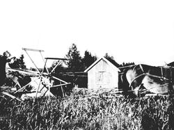 skjæring, korn, selvbinder, hest, uthus,