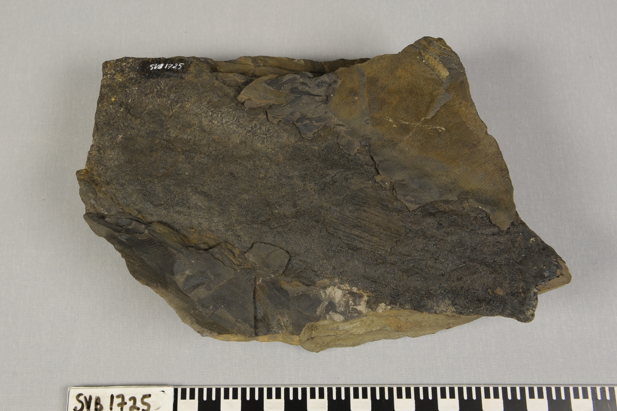 Stein med palmelignende blad fossil på ene siden. Merket med gul lakk og bokstaver og tall på den ene siden.