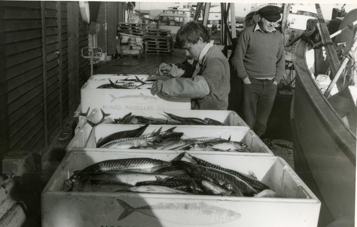 Makrellfangst  legges i kasser på  Fiskebrygga, Kragerø. 
Ca. 1980 -90.