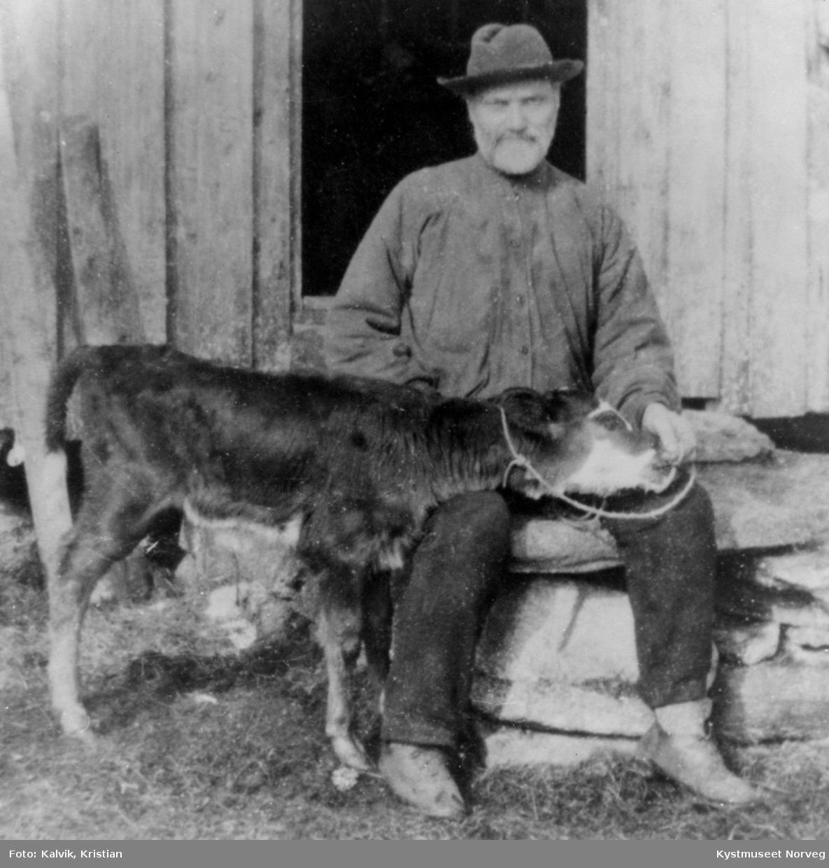 Petter Kalvik sammen med en kalv  på småbruket i Kalvika