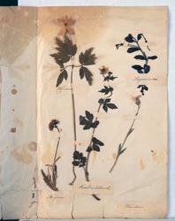 Herbarium