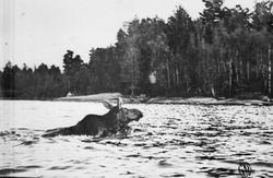 USA. Nord-Dakota? Bilde 1: Elg som svømmer mot land. Bilde 2